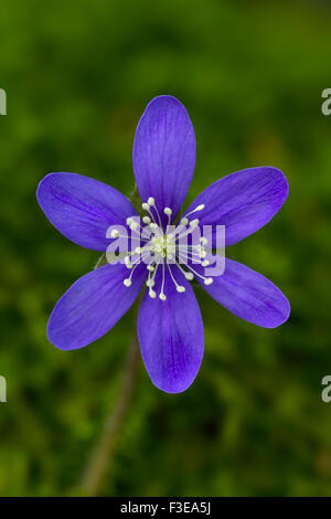 Comuni / Hepatica liverwort / kidneywort / centella (Anemone hepatica / Hepatica nobilis) in fiore Foto Stock