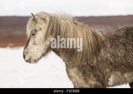 Ritratto di un cavallo islandese in inverno Foto Stock