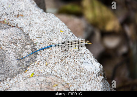 African Bluetail Skink (Trachylepis quinquetaeniata, precedentemente Mabuya quinquetaeniata) si crogiola su una roccia, Likoma Island, Malawi, sud-est Africa Foto Stock