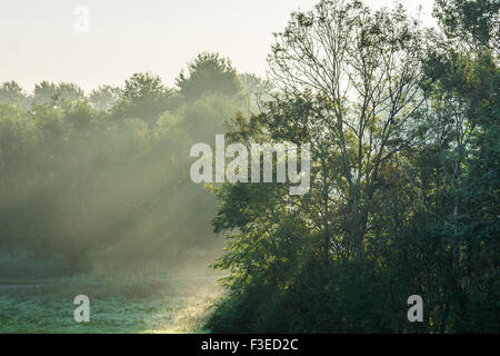 I raggi del sole attraverso la caduta di alberi in autunno Foto Stock