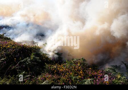 Gorse controllato e heather masterizzare Inishnee Roundstone Connemara Irlanda Foto Stock