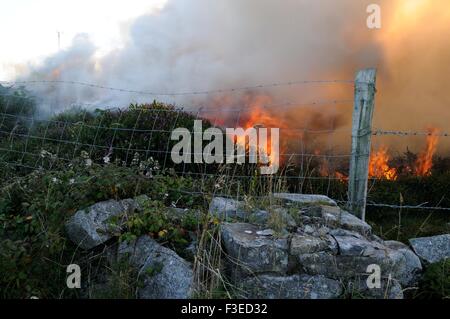 Gorse controllato e heather masterizzare Inishnee Roundstone Connemara Irlanda Foto Stock