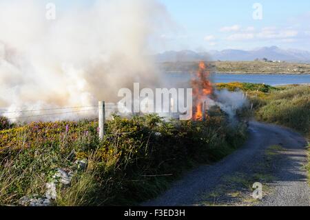 Gorse controllato e heather masterizzare Inishnee Roundstone Connemara Irlanda Foto Stock