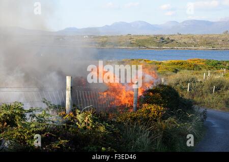 Gorse controllato e heather masterizzare Inishnee Roundstone Connemara Irlanda Foto Stock