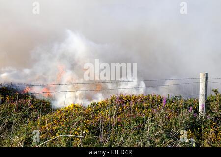 Gorse controllato e heather masterizzare Inishnee Roundstone Connemara Irlanda Foto Stock