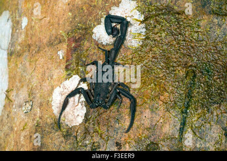 Ecuadoriana scorpione nero (Tityus asthenes) su una foresta pluviale tronco di albero in Amazzonia ecuadoriana Foto Stock