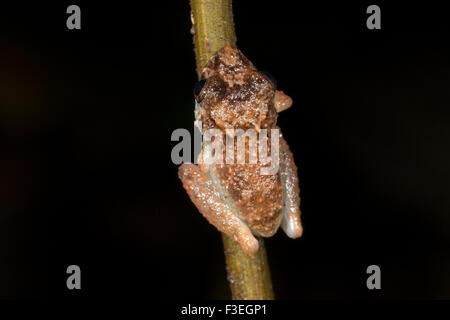 Arancio-groined pioggia (Rana Pristimantis croceoinguinis) su un ramoscello nella foresta pluviale di notte, Ecuador Foto Stock