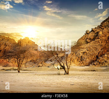 Cammello nelle montagne del deserto di sabbia al tramonto Foto Stock