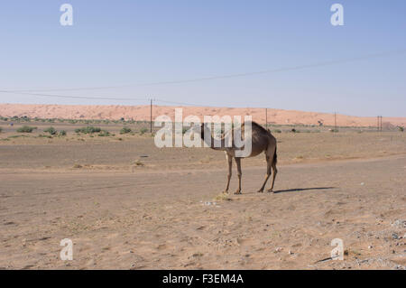 Cammelli pascolando vicino a una strada in al Sharqiya paesaggio desertico con dune di sabbia in background in Oman Foto Stock