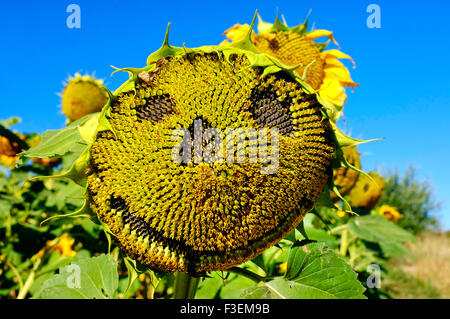 Immagine ravvicinata di un volto felice su un girasole Foto Stock