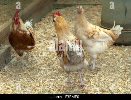 Lachshuhn, Haushuhnrasse, Legehuehner, Foto Stock