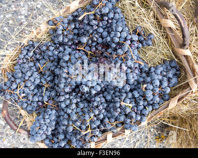 Vino rosso le uve appena raccolte per la produzione del vino. Italia - Lunigiana del nord della Toscana. Su piccola scala di produzione rustico. Foto Stock