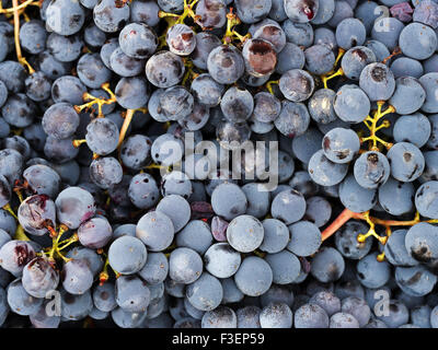 Vino rosso le uve appena raccolte per la produzione del vino. Italia - Lunigiana del nord della Toscana. Su piccola scala di produzione rustico. Foto Stock