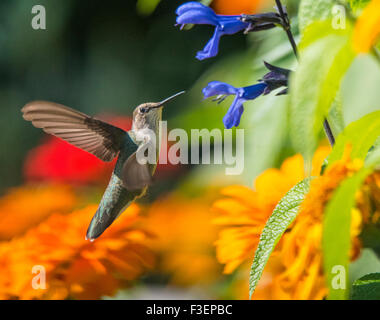 Uccelli, Black Chinned Hummingbird aspirare nettore da anice fiore di salvia, Idaho, Stati Uniti d'America Foto Stock