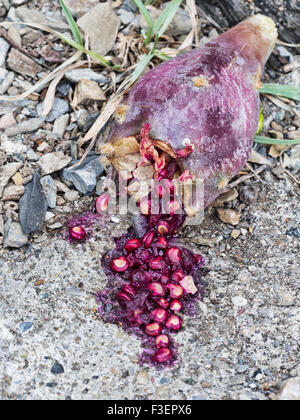 Bellissimo il dettaglio. L' Opuntia ficus-indica, Indian fig. Frutta, split aperto. Sembra che è il sanguinamento, grande dettaglio. Foto Stock