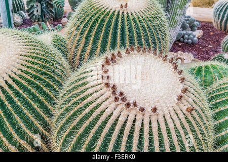 Cactus sferica con un sacco di aghi Foto Stock