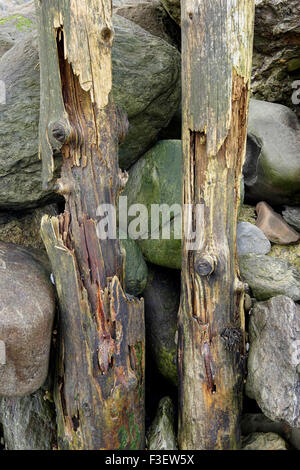 Il decadimento di monconi di legno le difese costiere a Lynmouth in North Devon, Inghilterra, Regno Unito Foto Stock