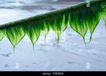 Le alghe avvolto su una corda sulla spiaggia di Porto, Nefyn Lleyn Peninsula, Gwynedd, il Galles del Nord Foto Stock