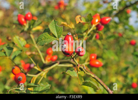 Foto di rosa canina che cresce in natura Foto Stock