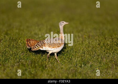 Grande femmina (Bustard Otis tarda) all'alba sulle pianure erbose, Estremadura, Spagna Foto Stock