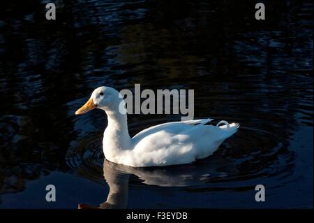 Un anatra bianco nuota intorno alle calme acque di un lago in Fayette, Alabama. Foto Stock