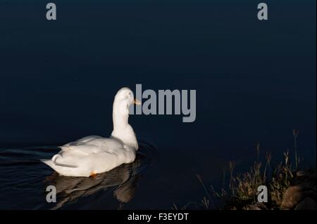 Un anatra bianco nuota intorno alle calme acque di un lago in Fayette, Alabama. Foto Stock