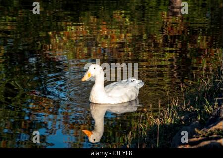 Un anatra bianco nuota intorno alle calme acque di un lago in Fayette, Alabama. Foto Stock