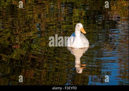 Un anatra bianco nuota intorno alle calme acque di un lago in Fayette, Alabama. Foto Stock