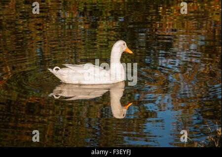 Un anatra bianco nuota intorno alle calme acque di un lago in Fayette, Alabama. Foto Stock