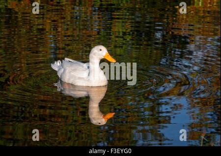 Un anatra bianco nuota intorno alle calme acque di un lago in Fayette, Alabama. Foto Stock