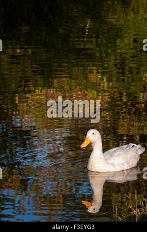 Un anatra bianco nuota intorno alle calme acque di un lago in Fayette, Alabama. Foto Stock