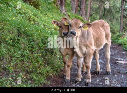 Swiss Brown Cow Cow Cinf Twins in una foresta a Grigioni, Svizzera Foto Stock