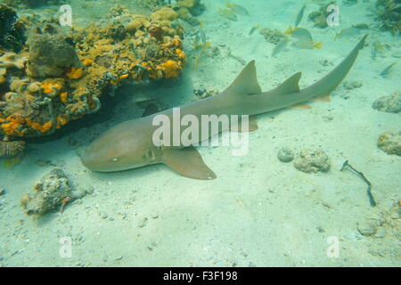 Ginglymostoma cirratum, infermiere shark underwater sul fondale del mare dei Caraibi, Messico Foto Stock