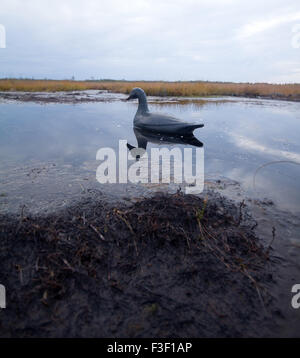 A caccia di un oca, imitazione di un volatile vivo su un bog Foto Stock