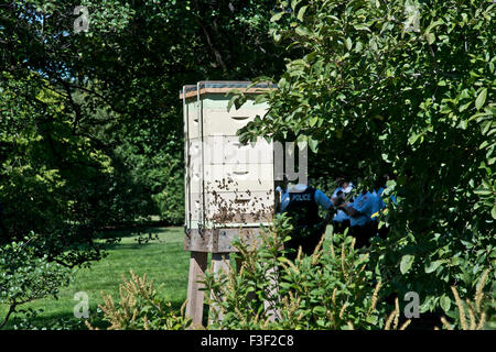 Washington DC, Stati Uniti d'America. Il 6 ottobre, 2015. Casa bianca bee hive. Credito: Patsy Lynch/Alamy Live News Foto Stock