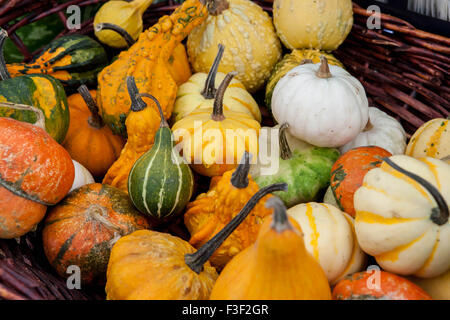 Decorativo e zucche alternative e si schiaccia sulla visualizzazione in un mercato degli agricoltori in Italia Foto Stock