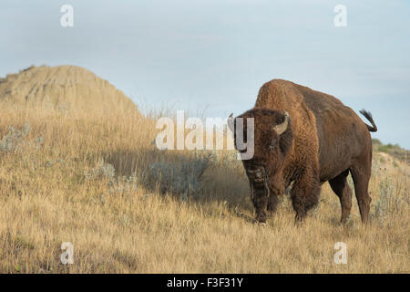 I bisonti americani (Bison bison), Parco nazionale Theodore Roosevelt Foto Stock