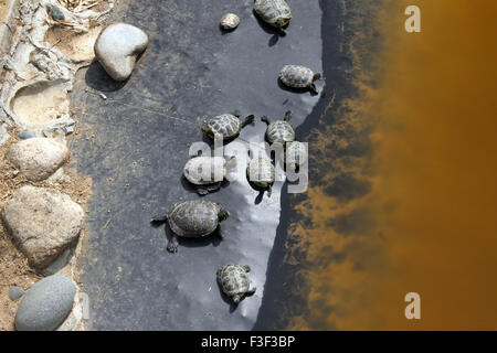 Le tartarughe marine seduto su un registro caduto su un stagno di bordo. Guarda come sono in partenza per una nuotata. Foto Stock
