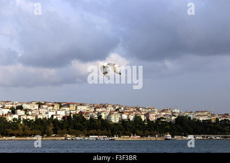 Seagull contro il cielo blu Foto Stock