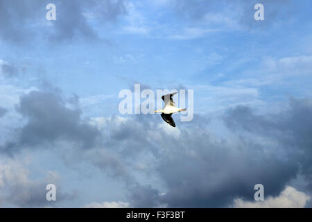 Seagull contro il cielo blu Foto Stock