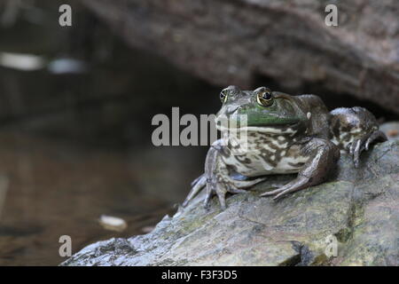 Rana seduta su una roccia bagnata guardando la telecamera. Foto Stock