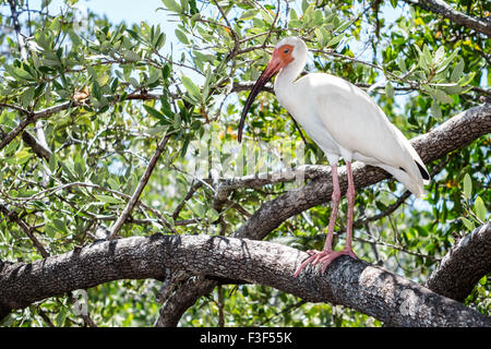Key Largo Florida Keys, John Pennekamp Coral Reef state Park, fauna selvatica, American White ibis, Eudocimus albus, uccello, FL150508014 Foto Stock
