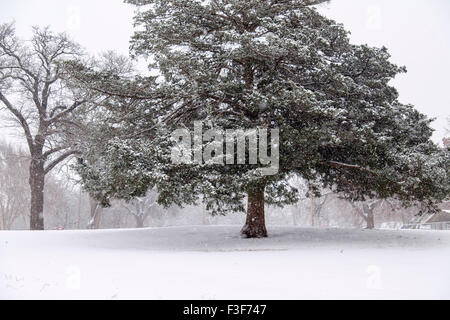Un tempo nevoso scena in Oklahoma che mostra un albero sempreverde durante una nevicata. Stati Uniti d'America Foto Stock