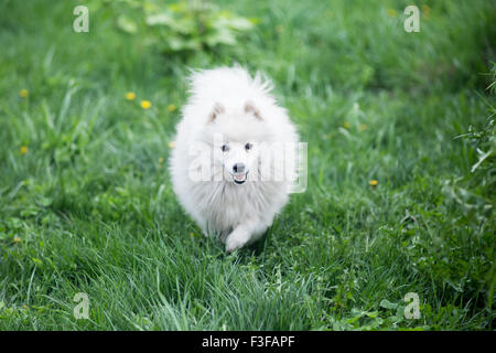 Carino il maltese dog sitter in erba Foto Stock