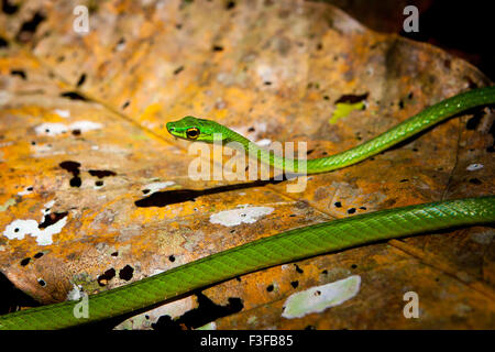 Panama fauna selvatica con un serpente verde vite, Oxybelis fulgidus, sul pavimento della foresta pluviale nel parco nazionale di Chagres, lungo il vecchio Camino Real Trail, Panama. Foto Stock
