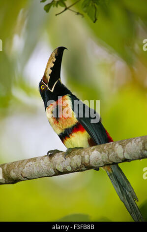 A collare, Aracari Pteroglossus torquatus, nel parco nazionale di Soberania, Repubblica di Panama. Foto Stock