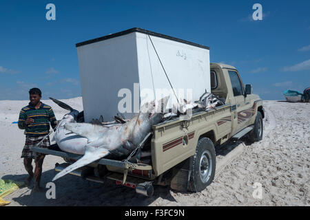 Pesca di cattura caricato su camion, Masirah Island, Oman Foto Stock