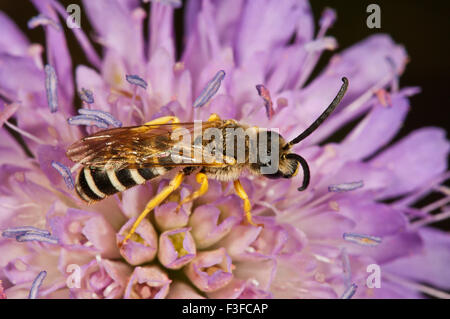 Halictus scabiosa (Halictus scabiosa) sul campo (Scabious Knautia arvense), Baden-Württemberg, Germania Foto Stock