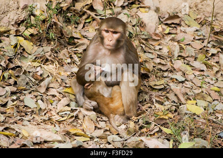 Scimmia con bambino, Kashi, Banaras, Benaras, Varanasi, Uttar Pradesh, India, Asia Foto Stock