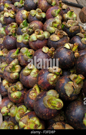 Mangosteen, porpora mangosteen, Garcinia mangostana, Colombo, Ceylon, Sri Lanka, Repubblica democratica socialista dello Sri Lanka, Asia Foto Stock